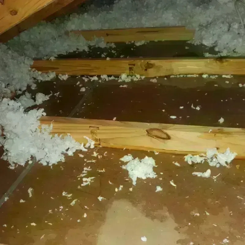 Attic Water Damage in Saint Augustine Shores, FL