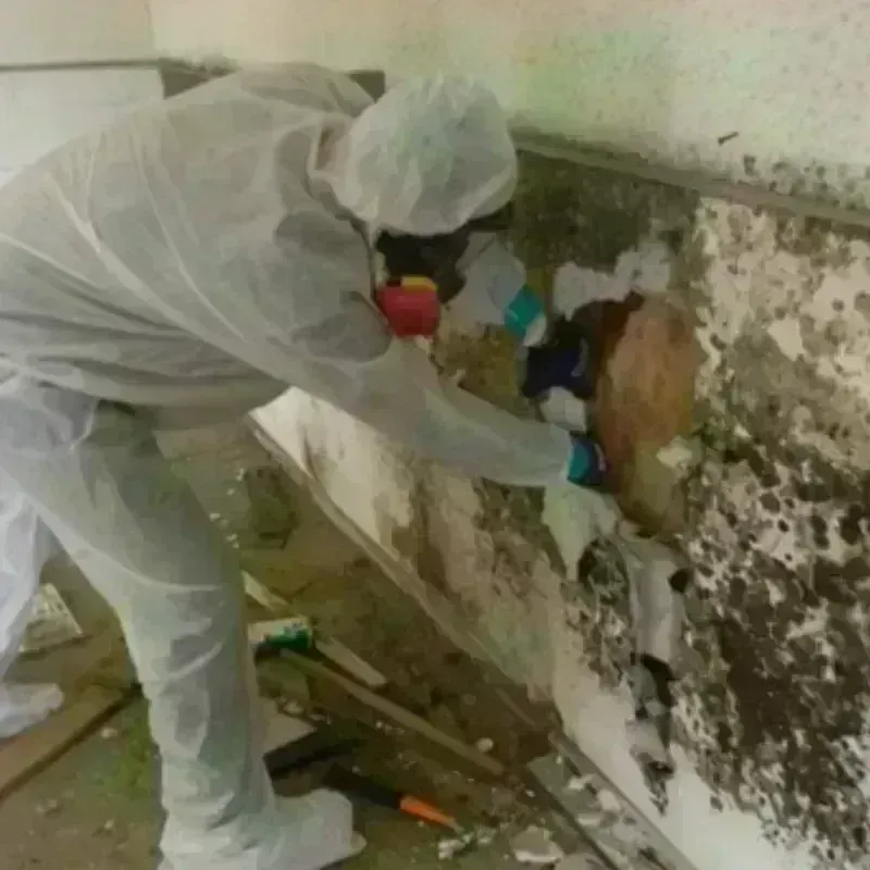 Mold Remediation and Removal in Saint Augustine Shores, FL